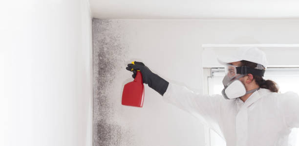 Best Mold Damage Repair  in Clarion, IA