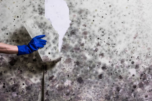 Best Mold Inspection  in Clarion, IA