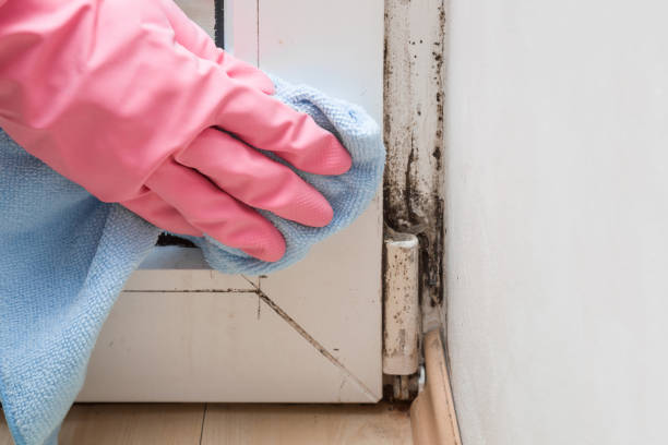 Best Residential Mold Removal  in Clarion, IA